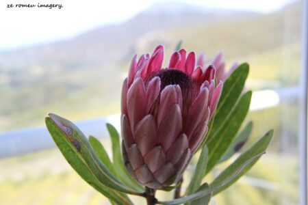 Elgin Wine Region & Wine Farms In Elgin [12]