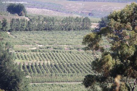 Elgin Wine Region & Wine Farms In Elgin [15]
