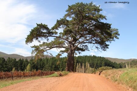 Elgin Wine Region & Wine Farms In Elgin [19]