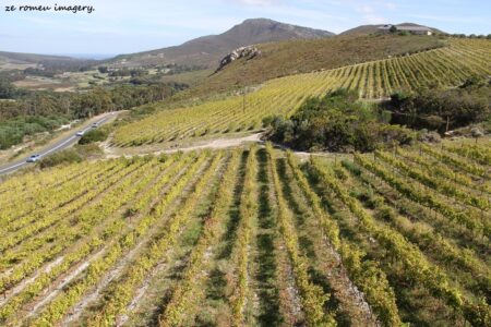 Elgin Wine Region & Wine Farms In Elgin [21]