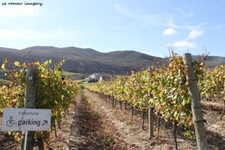 Elgin Wine Region & Wine Farms In Elgin [25]