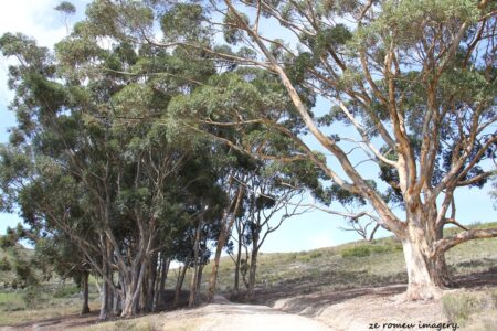 Elgin Wine Region & Wine Farms In Elgin [28]