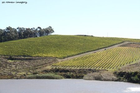 Elgin Wine Region & Wine Farms In Elgin [29]