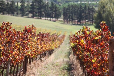 Elgin Wine Region & Wine Farms In Elgin [32]