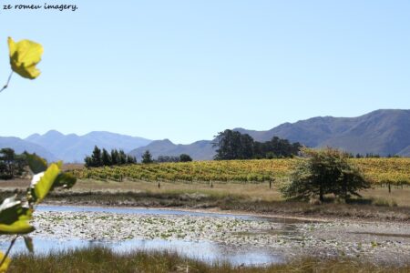 Elgin Wine Region & Wine Farms In Elgin [37]
