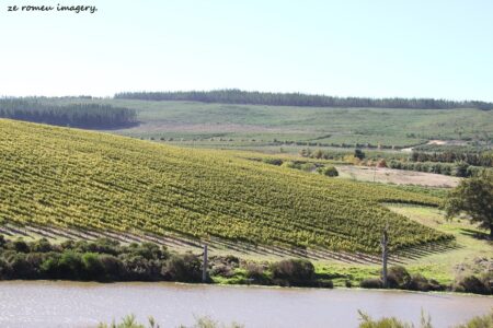 Elgin Wine Region & Wine Farms In Elgin [4]