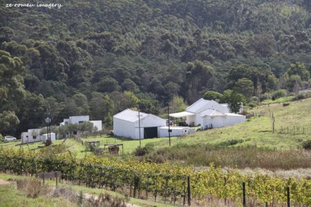 Elgin Wine Region & Wine Farms In Elgin [6]