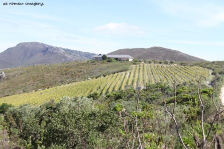 Elgin Wine Region & Wine Farms In Elgin [7]