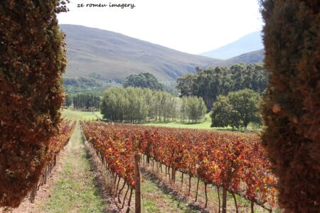 Elgin Wine Region & Wine Farms In Elgin [8]