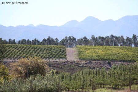 Elgin Wine Region & Wine Farms In Elgin [9]