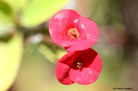 Euphorbia milli on Flower Photograhy Tour