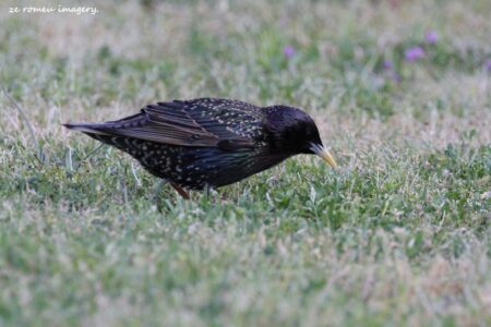 European Starling on the Intaka Island Tour