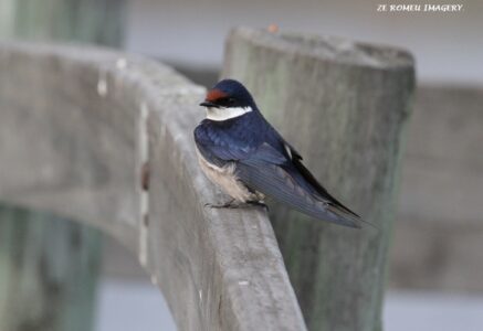 European Swallow (Hirundo rustica), Intaka Island