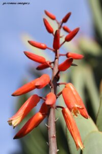 Fan Aloe, Kumara plicatilis flower close up of Flower Photography Tour