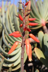 Fan Aloe, Kumara plicatilis flower close up on Flower Photography Tour