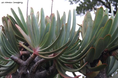 Fan Aloe (Kumara plicatilis) on Constantia Nek Walk Fan Aloe (Kumara plicatilis) on Constantia Nek Walk
