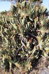 Fan Aloe, Kumara plicatilis on Flower Photography Tour