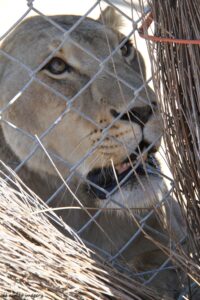 Female Lion on Safari Tour