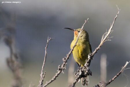 Female Sunbird ( Nectarina Violacea ) at Waterworks Museum on Bird Photography Tour