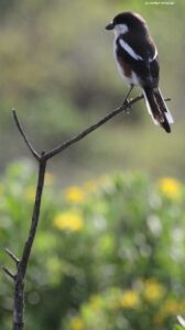 Fiscal Shrike (Lanius collaris), Intaka Island