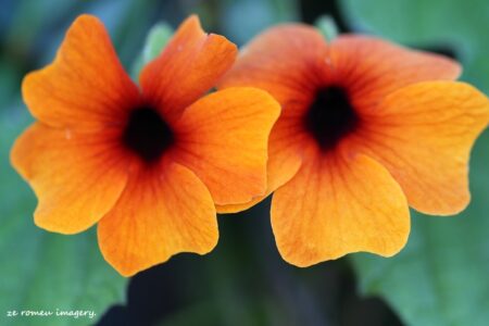 Flower Photography Tour