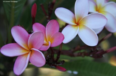 Frangipani on Flower Photography Tour