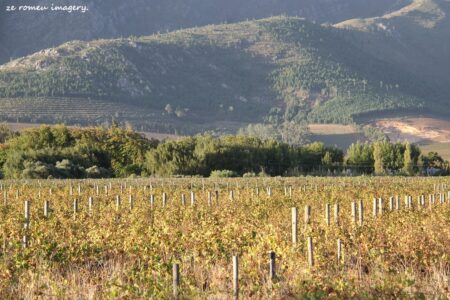 Franschoek Vineyards Image #2