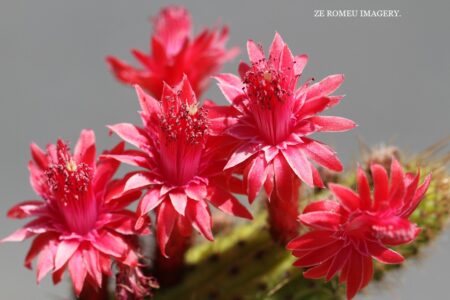 Fynbos FLower on Flower Photography Tour