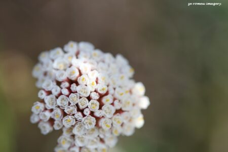 Fynbos on Flower Photography Tour.JPG