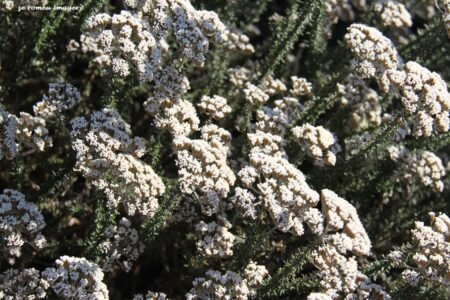Fynbos on Flower Photography Tour.jpg
