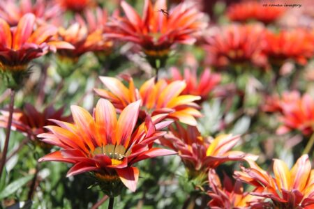 Gazania Botterblom Daisy on Flower Photograhy Tour