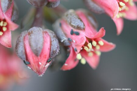 Ghost of Mexico, graptopetalam on Flower Photgraphy Tour