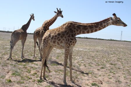 Giraffe [1] on Safari Tour