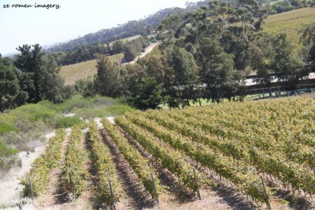 Glen Carlou Wines [1],Stellenbosch