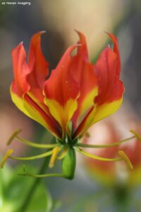 Gloriosa superba, Flame Lily on Flower Photography Tour