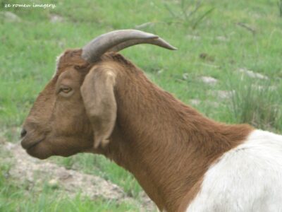 Goat on Wine Farm Tour
