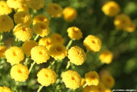 Golden button daisy Chrysocoma on Cape Flower Photgraphy Tour