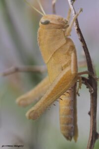 Grassshopper on Wine Farm