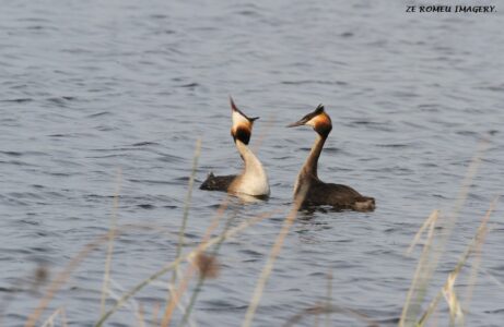 Great Crested Grebe (Podiceps cristatus), Intaka Island