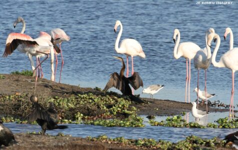 Greater Flamingo, Intaka Island