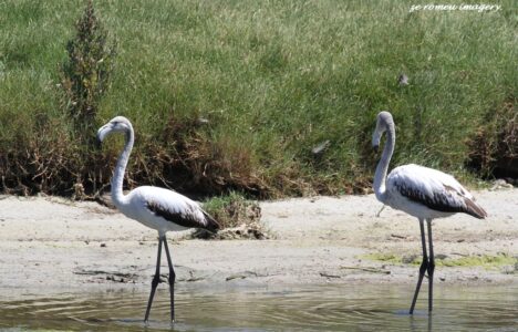 Greater Flamingo ( Phoenicopterus ruber ) at Rietvlei Wetlands on Birding Tour