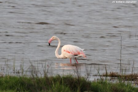 Greater Flamingo ( Phoenicopterus ruber ) at Rietvlei Wetlands on Western Cape Tour