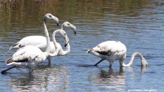 Greater Flamingo (Phoenicopterus ruber ) at Woodbridge Island Bird Photography Tour