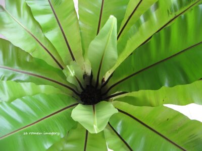 Green fern flower photography tour