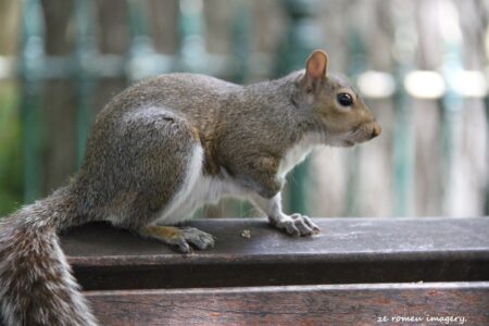 Ground Squirrel on Wine Farm Tour