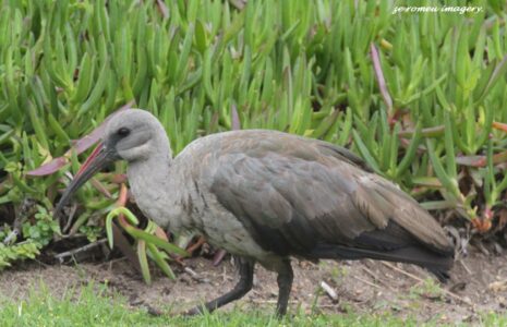 Hadeda ( Bostrychia hagedash ) at Royal Ascot, Cape Birding Tour