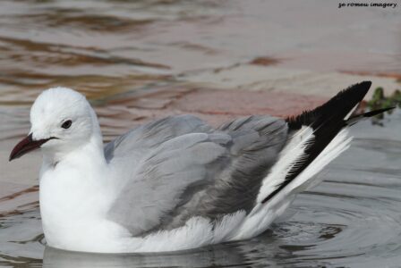 Hartlaub's Gull (Larus hartlaubii) [1], Intaka Island