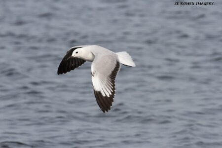 Hartlaub's Gull (Larus hartlaubii) [2], Intaka Island