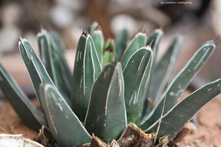 Haworthia pumila X marginata on flower photo tour