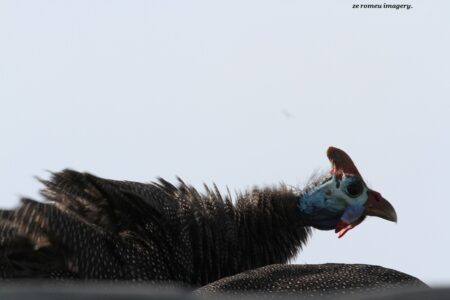 Helmeted Guineafowl, Intaka Island